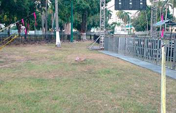 RENTA DE CARPAS GIGANTES